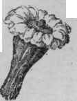 Flower of Carnegiea gigantea. (X 1/4)
