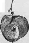 Fruit of Cardiospermum.