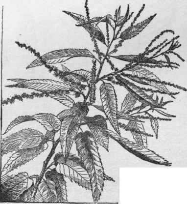 Japanese Chestnut Castanea crenata. (x1/3)