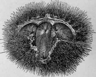 Japanese chestnuts. (X 1/2)