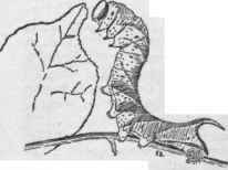 Larva of a sphinx moth.