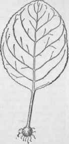 Leaf cutting of gloxinia.