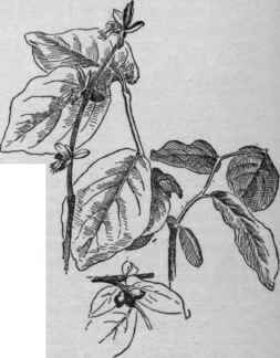 Leatherwood   Dirca palustris. (X 1/3)