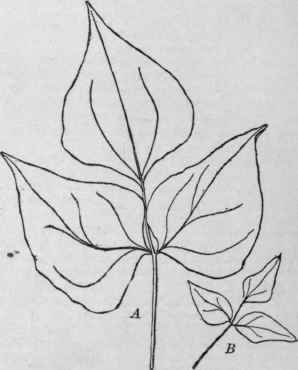 Leaves of Dolichos. A, D. Lablab; B, D. lignosus.