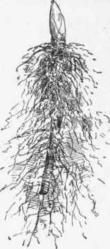 Lily of the valley pip.