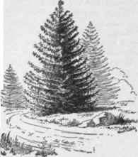 Picea excelsa, the Norway spruce. One of the most popular coniferous evergreens.
