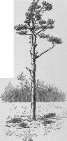 Picturesque field pine, remnant of a forest.