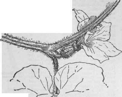 Pistillate flower of Cucumis Melo. (Natural size.)
