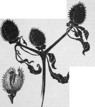 Pods of Datura Stramonium. (X 1/3)