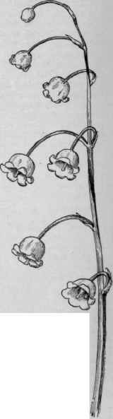 Raceme of Lily of the valley.