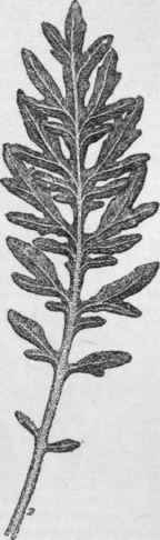 Radical leaf of Centaurea gymnocarpa.