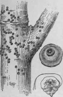San Jose Scale. Showing the mature winter scale; also the insect itself, with its threadlike feeding organs.