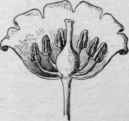 Section of flower of lily of the valley, laid open to show the parts. (X2)