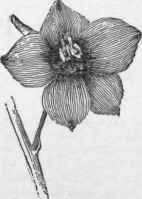 Single larkspur. D. grandiflorum.