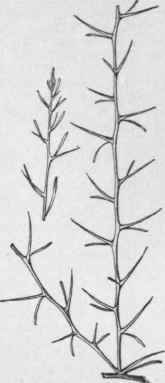 Spiny twig of young seedling of Ere mocitrus glauca. (X 1/3)