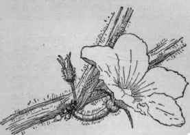 Staminate flower of Cucumis Melo. (Nat. size)