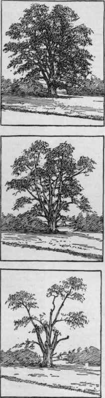 Successive stages in the ravages of the chestnut blight. 1909, 1910, 1911.