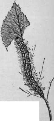 Tent caterpillar.