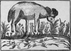 The Scythian Lamb; reproduced from an old book.