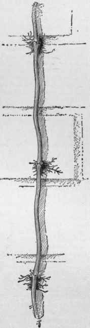 The Trumpet creeper climbs by means of aerial roots. Campsis radicans.