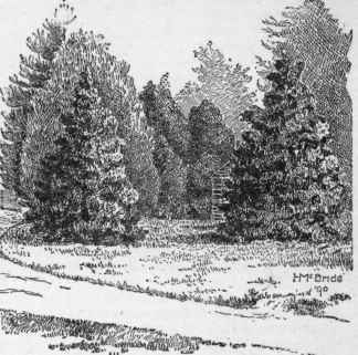 The beauty of young evergreens lies in their symmetry and the preservation of the lower limbs.