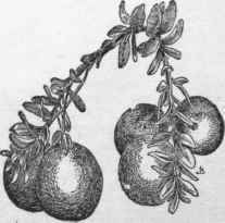 The globular or cherry shaped cranberry. (X 1/2)