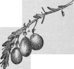 The oblong or bugle form type of cranberry. (X 1/2)