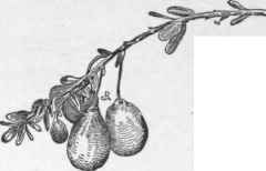 The obovoid or bell shaped form of cranberry. (X 1/2)