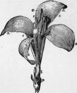 The parts of the Canna flower.