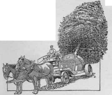 Transporting a large evergreen tree.