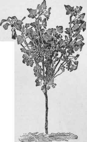Tree form training of currant.
