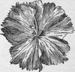 Undeveloped five petaled carnation.