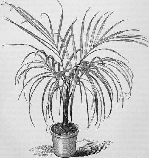 Areca Verschaffeltii.