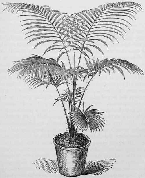 Daemonorops Melanochaetes.