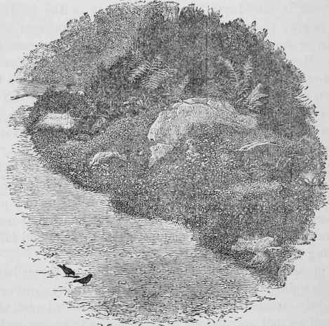 Rock Garden on margin of Shrubbery.