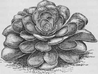 Sempervivum Canariense.