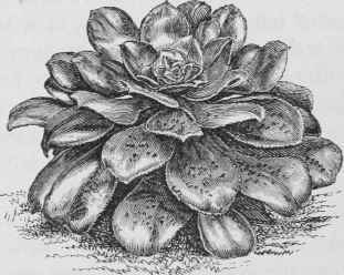 Sempervivum Urbicum.