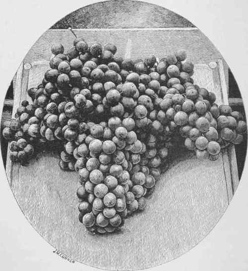 THE LAMBTON BUNCH OF GRAPES.