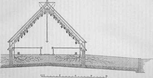 The Grape Vine Vinery For Late Grapes 70011