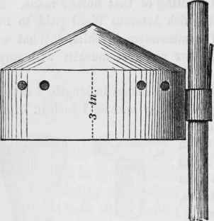 The Rose How To Show It 30024