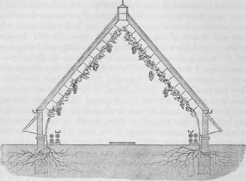 The Vine Fruit Culture 2 3008