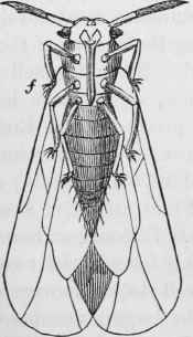 Vine Disease In The South Of France Phylloxera Vas 30012