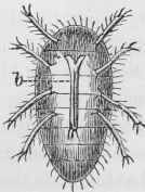 Vine Disease In The South Of France Phylloxera Vas 30013
