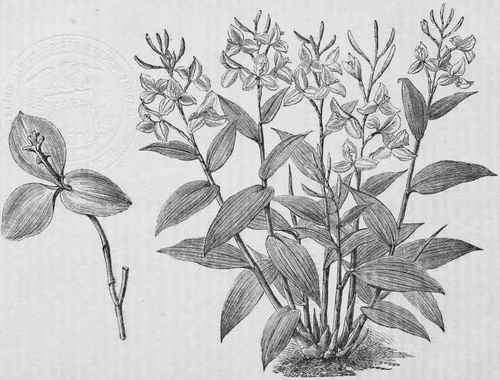 Burbidgea nitida. See p. 334.