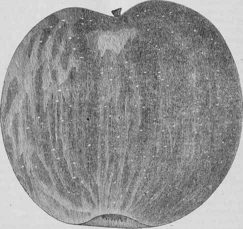 Isham Sweet Apple