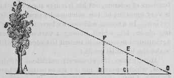 Measuring The Height Of Trees 6