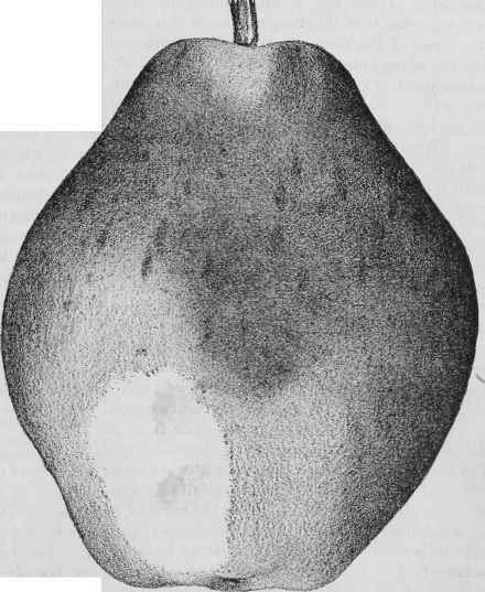 THE KIEFFER PEAR.