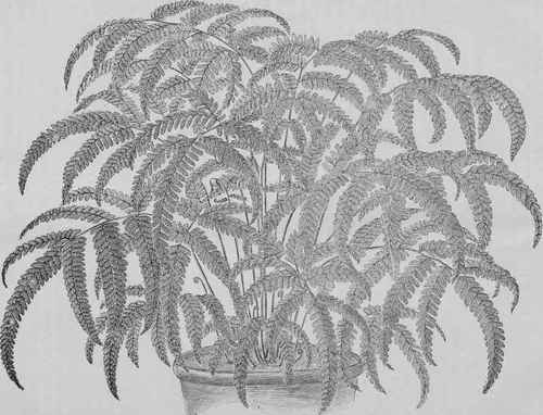 Adiantum Aneitense.