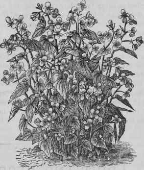 Begonia Schmidt Kegel 6