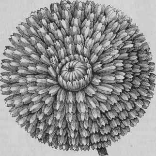 CALENDULA OFFICINALIS, METEOR.